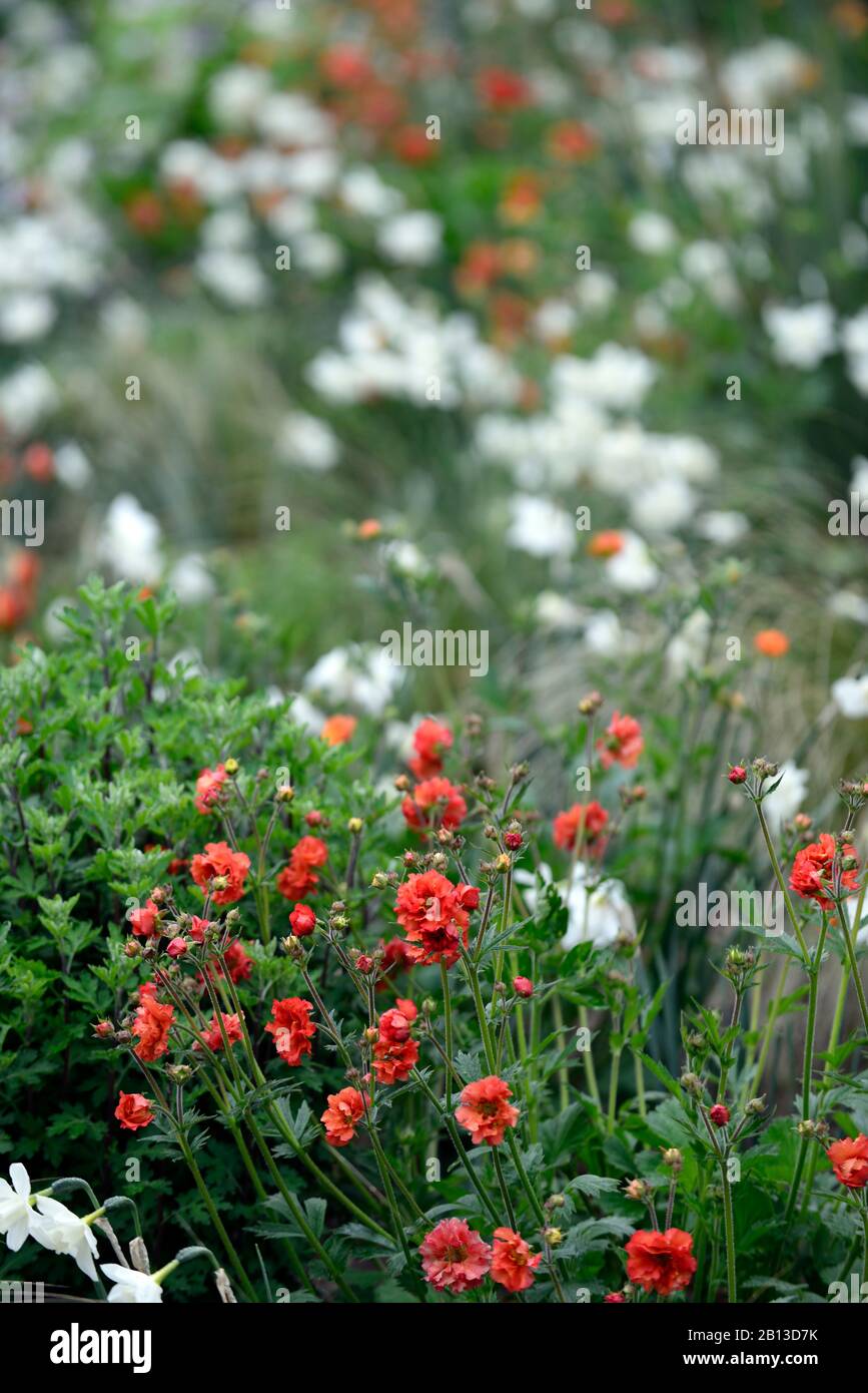 Geum Scarlet tempest,Narcisse Polar Ice,blanc rouge orange,fleurs,fleur,floraison,combinaison,printemps,RM Floral Banque D'Images