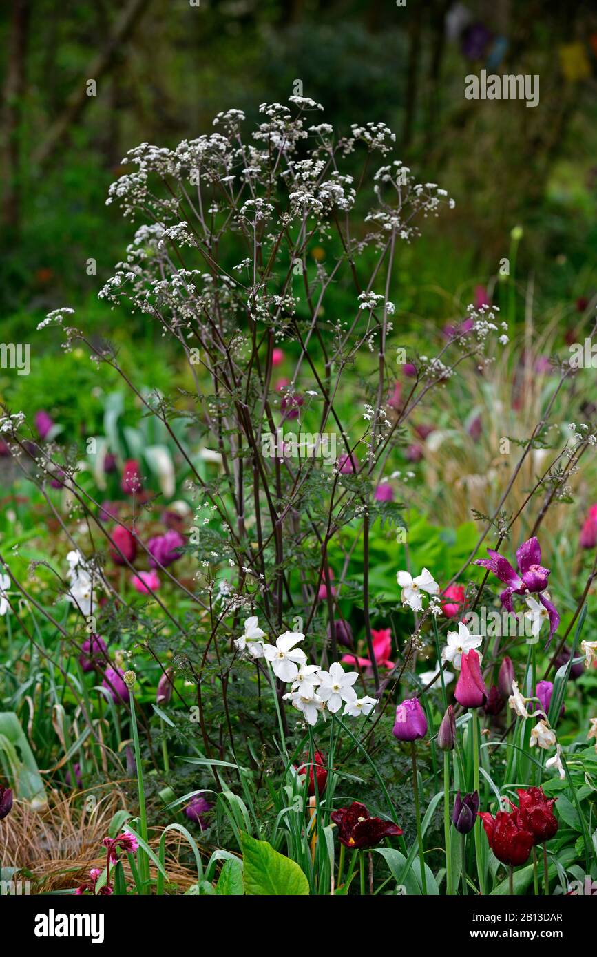 Anthriscus sylvestris ravenswing,narcissus glace polaire,tulipa,tulipes,fleurs violettes blanches rouges,floraison,combinaison printemps, RM floral Banque D'Images