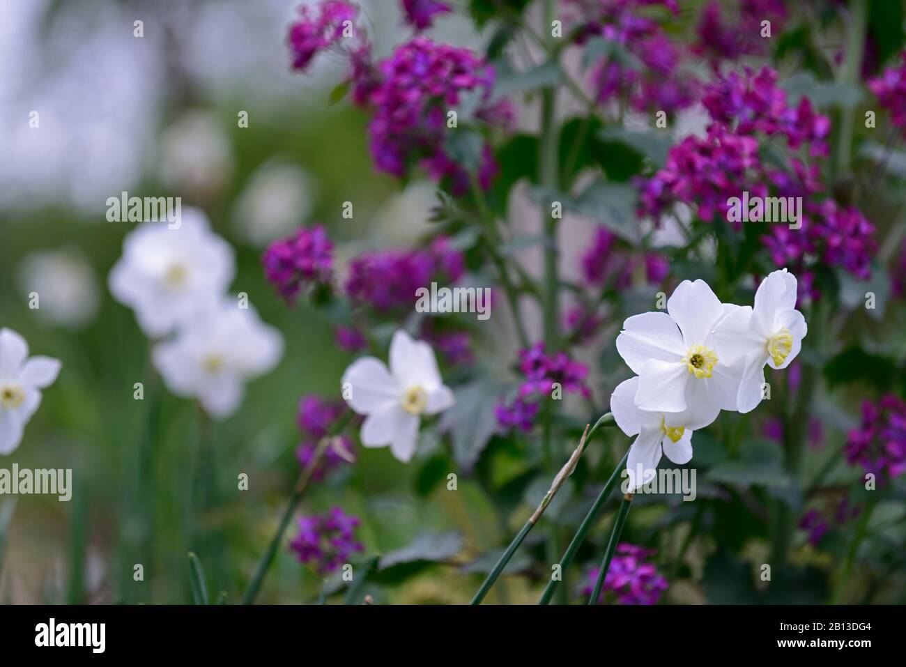 Narcisse Polar Ice,Lunaria annua Chedglow,violet honnêteté,violette fleurs blanches,floraison combinée,plantation mixte,printemps,RM Floral Banque D'Images