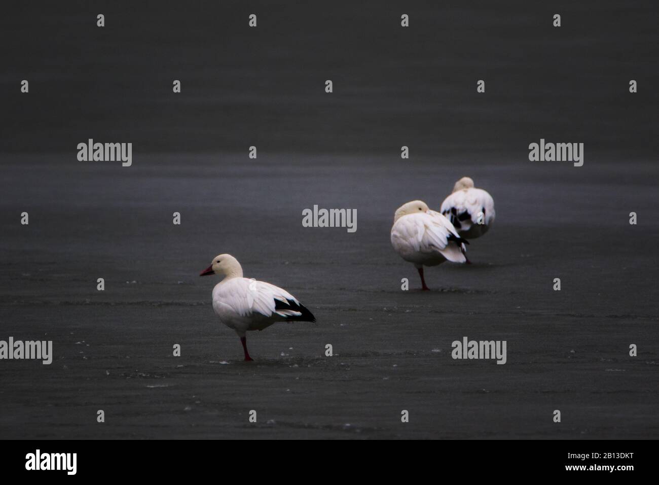 Trois Oies des neiges se tenant sur un corps d'eau gelé Banque D'Images
