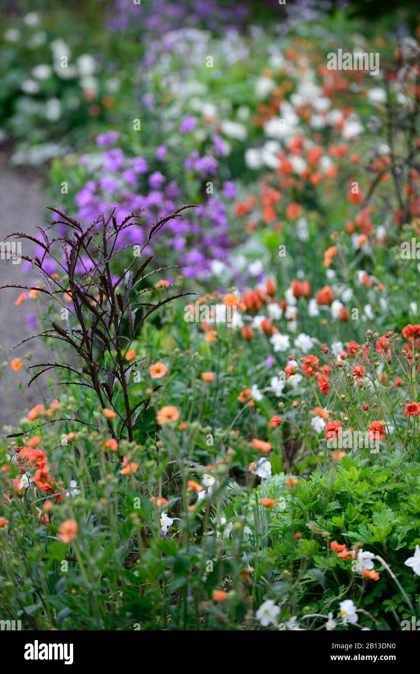 Pseudopanax lessonii tuatara,geum scarlet tempest,Narcisse polaire Ice,orange rouge blanc,fleurs,fleur,floraison,combinaison,printemps,RM Floral Banque D'Images