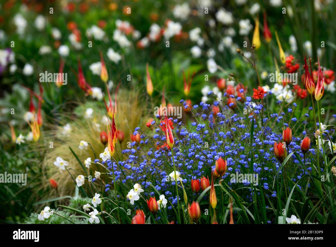 Tulipa acuminata,espèces tulipe,narcissus glace polaire,Myosotis sylvatica,Forget-Me-Not,floraison,fleurs,rouge orange bleu blanc fleurs,,printemps,RM Banque D'Images