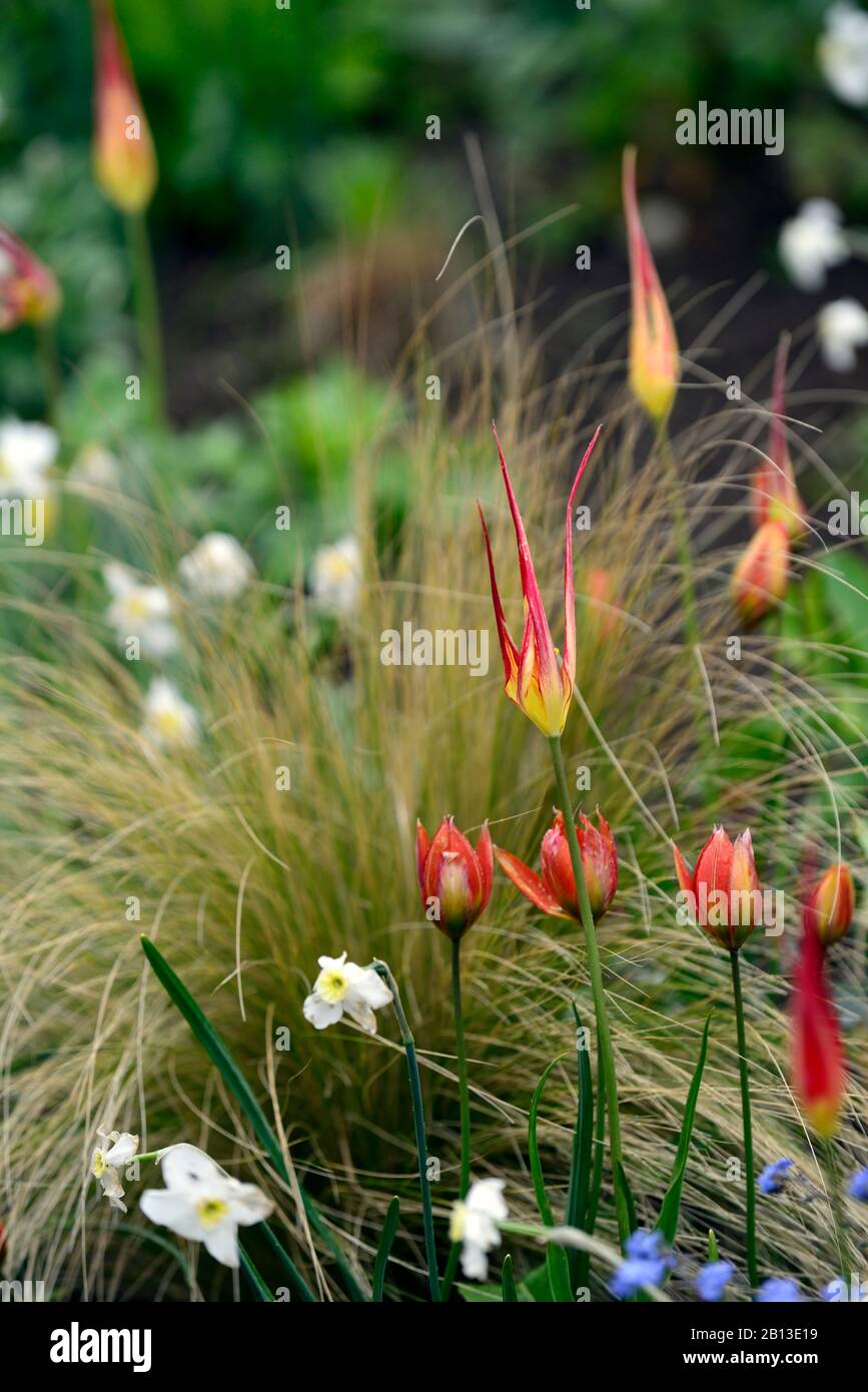 Tulipa acuminata, Tulipa whittallii,espèce tulipe,narcisse glace polaire,fleurs,rouge orange jaune fleurs blanches,,printemps,RM floral Banque D'Images