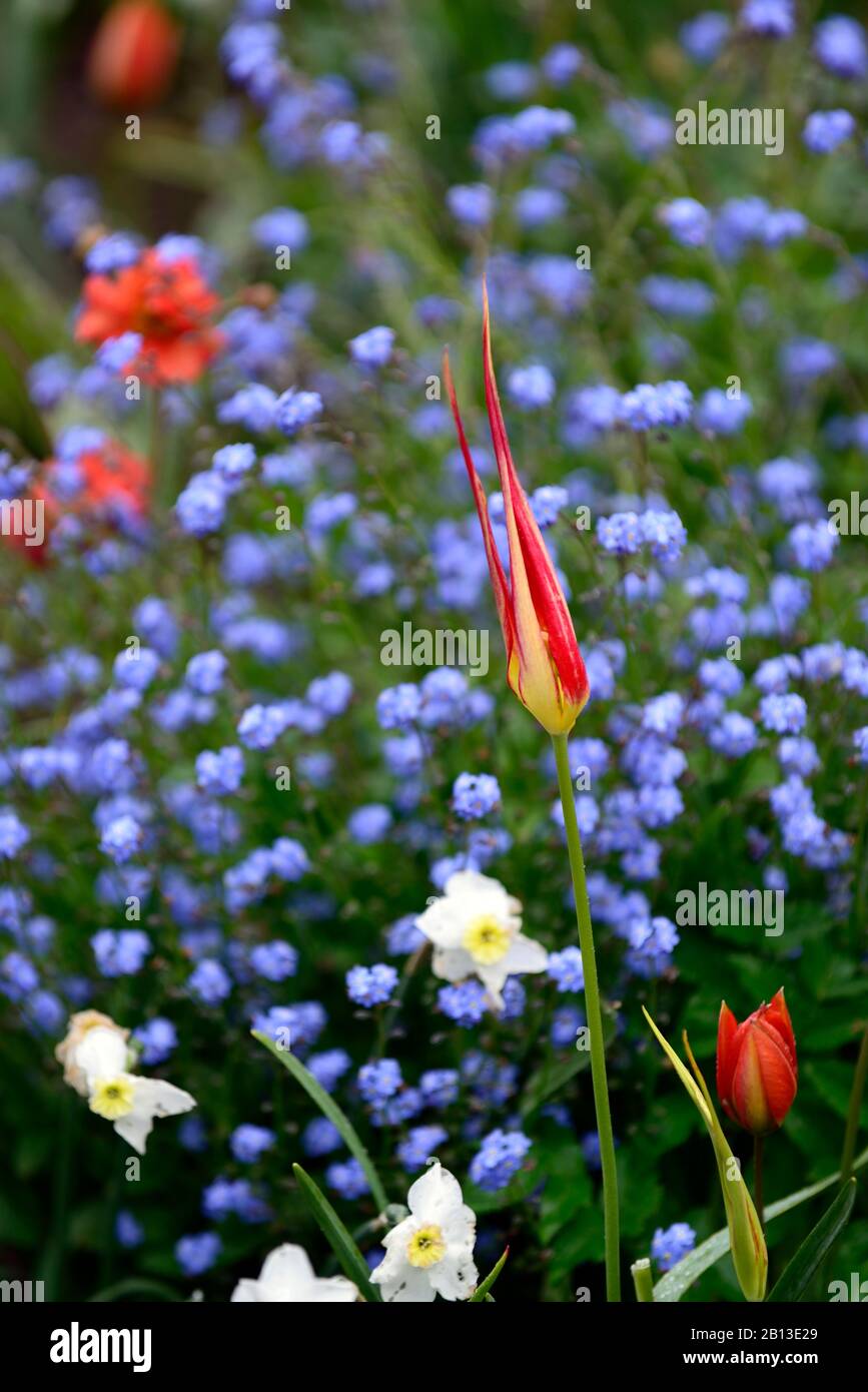 Tulipa acuminata,espèces tulipe,narcissus glace polaire,Myosotis sylvatica,Forget-Me-Not,floraison,fleurs,rouge orange bleu blanc fleurs,,printemps,RM Banque D'Images
