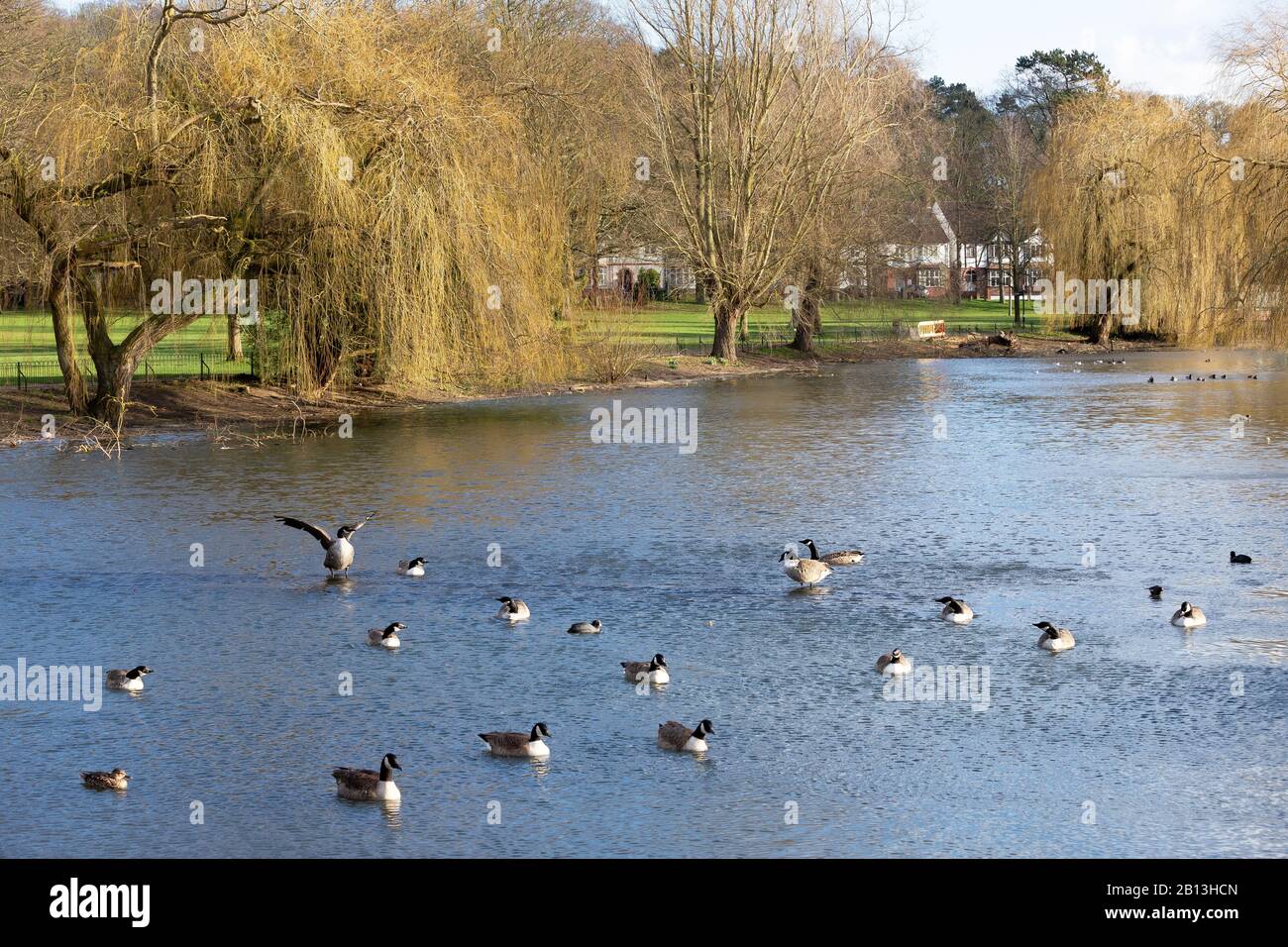 Oiseaux sur un lac dans le parc Wardown Banque D'Images