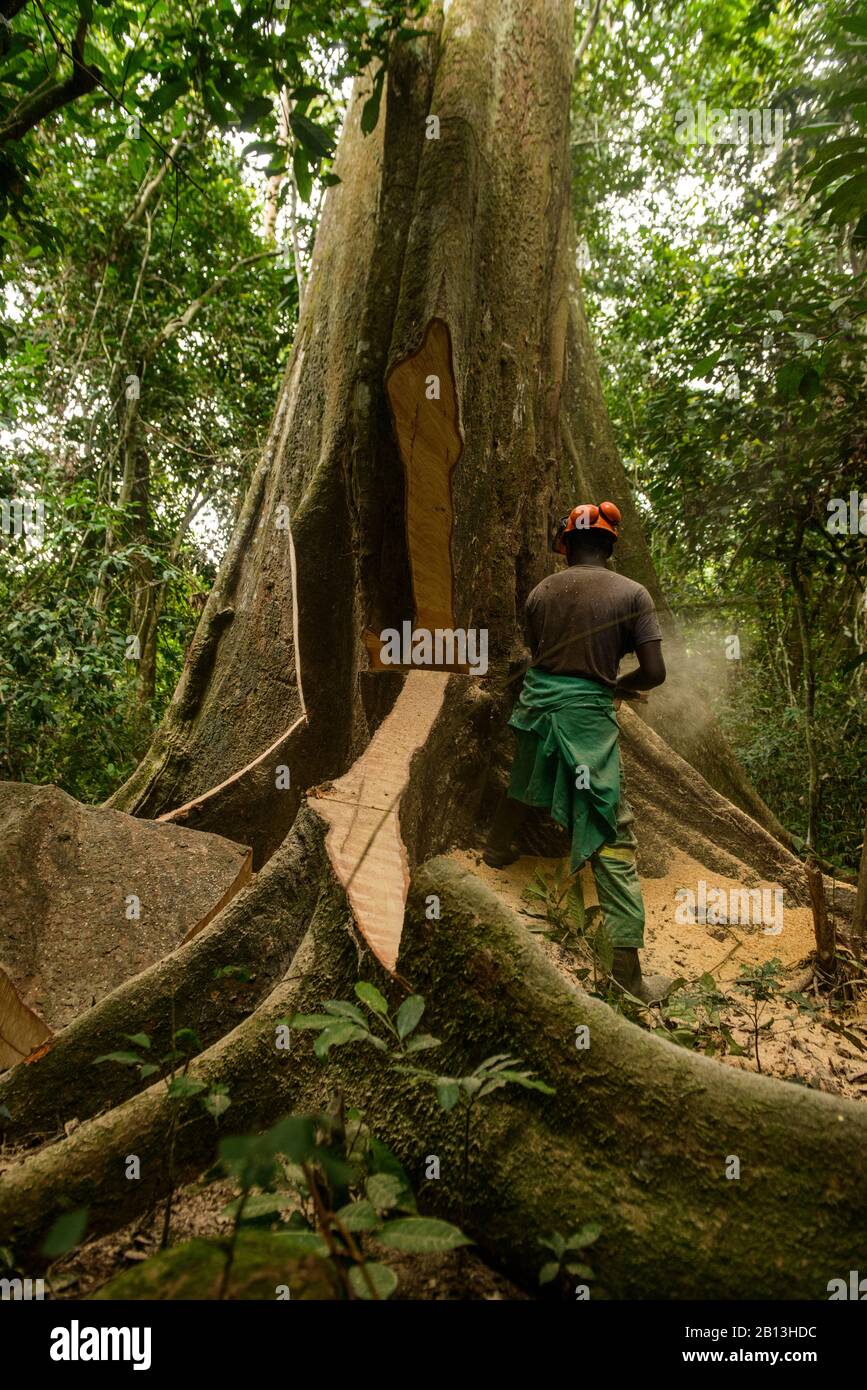 Exploitation forestière durable dans la forêt équatoriale, Cameroun, Afrique Banque D'Images