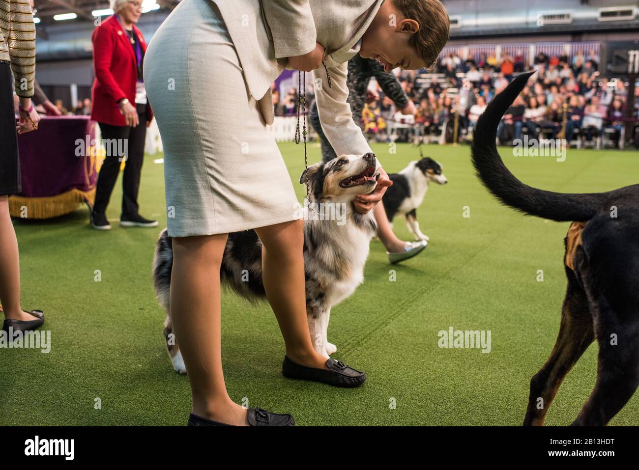 New York City, États-Unis - 9 février 2020: Berger australien avec maître en anneau pendant la présentation de chien, 144ème Westminster Kennel club Dog Show, Pier 94, New York City Banque D'Images