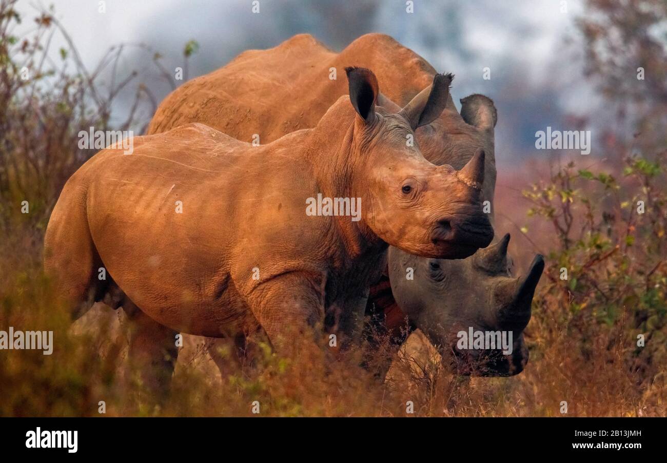 Rhinocéros blancs, rhinocéros à limaces carrées, rhinocéros à herbe (Ceratotherium simum simum), mère au veau de rhinocéros dans la savane, Afrique du Sud, Mpumalanga, Parc national Kruger Banque D'Images