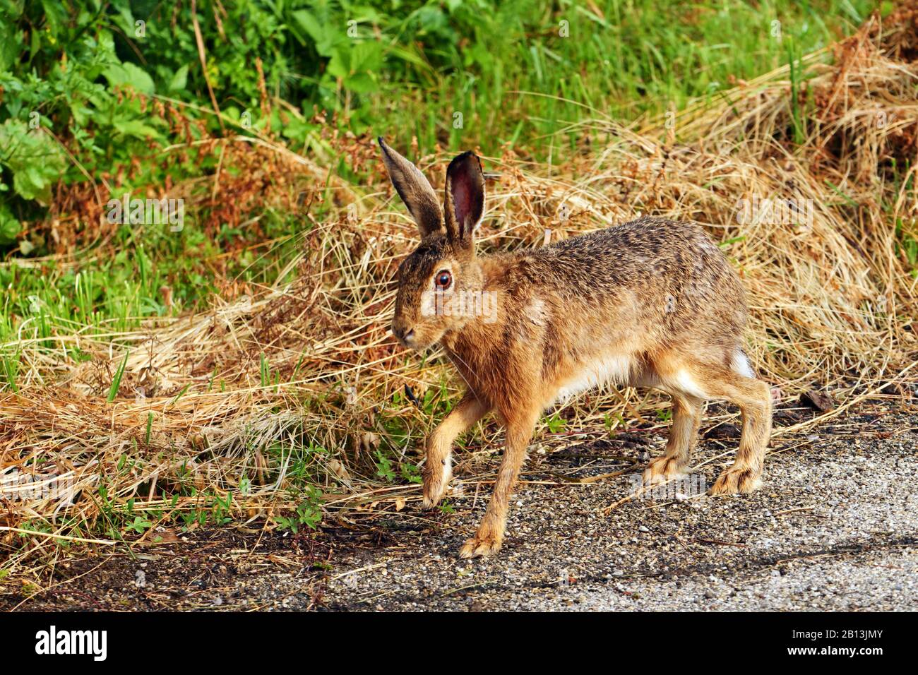 Lièvre européen, lièvre brun (Lepus europaeus), sampérant sur un sentier de terrain, vue latérale, Allemagne, Bade-Wuerttemberg Banque D'Images