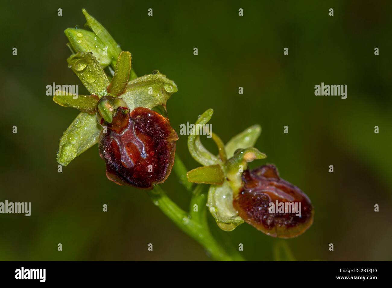 Petite araignée ophrys (Ophrys araneola), deux fleurs avec gouttes d'eau, Allemagne, Bade-Wuerttemberg Banque D'Images