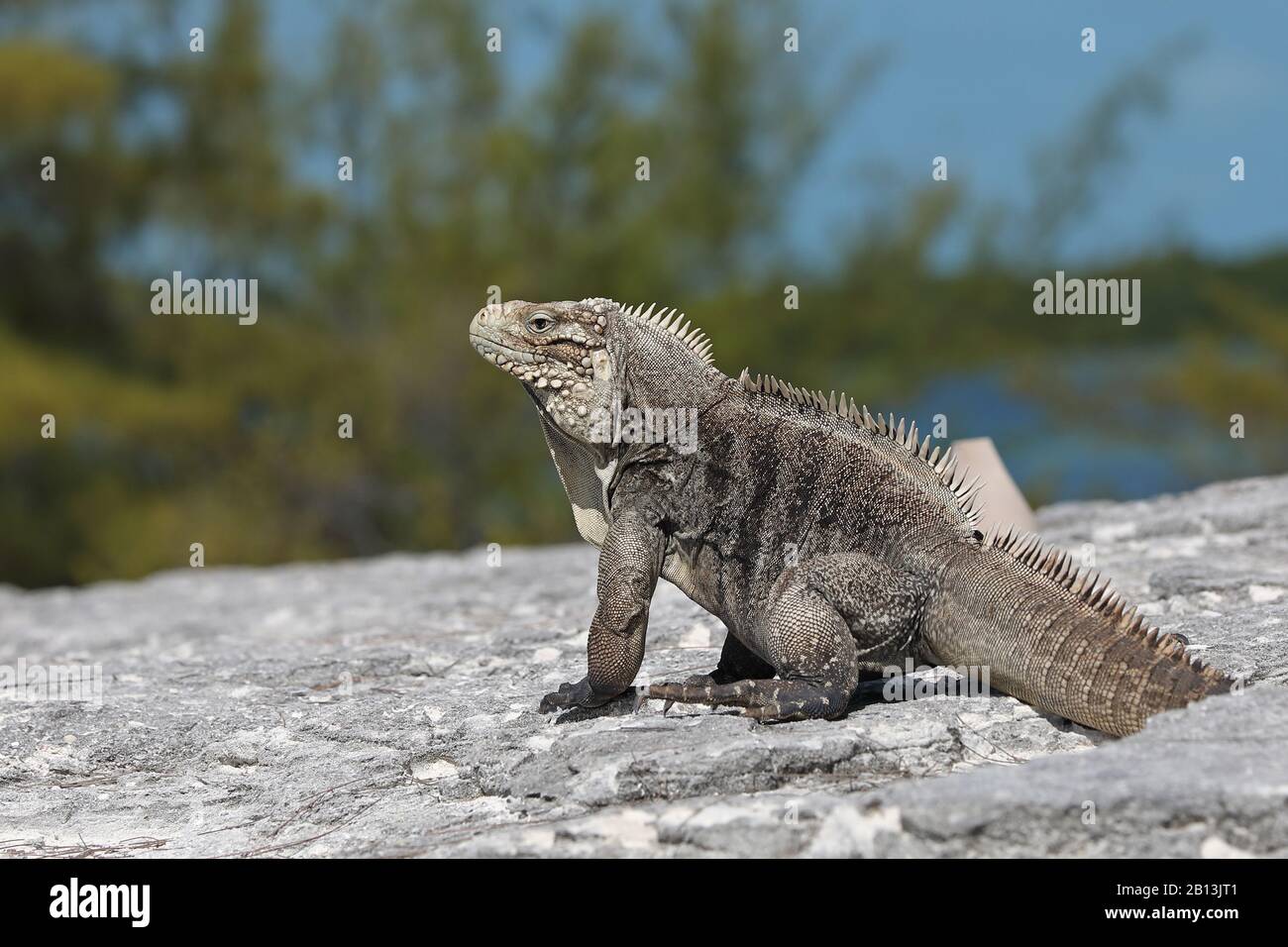 Îles Caïmanes, iguana de terre cubaine (Cyrura nubila nubila), sur un rocher, vue latérale, Cuba, Cayo Largo Banque D'Images