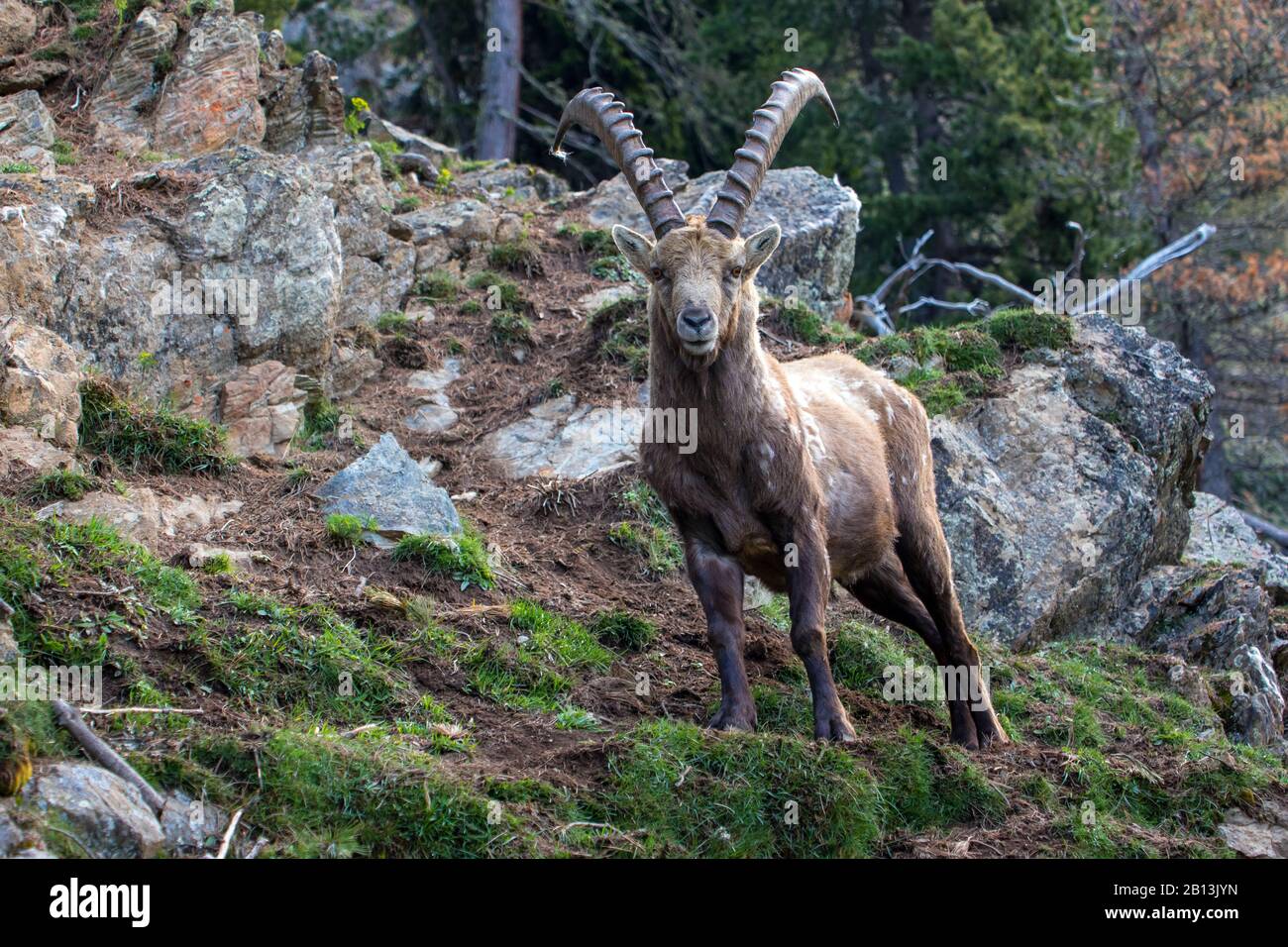 Alpine ibex (Capra ibex, Capra ibex ibex), se dresse sur une pente, Suisse, Grisons Banque D'Images