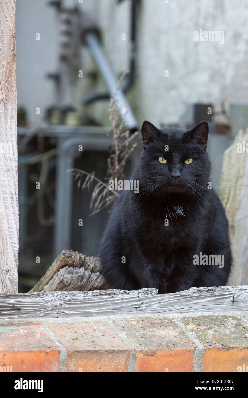 Chat domestique, chat de maison (Felis siländ F. catus), chat noir assis à une fenêtre Banque D'Images