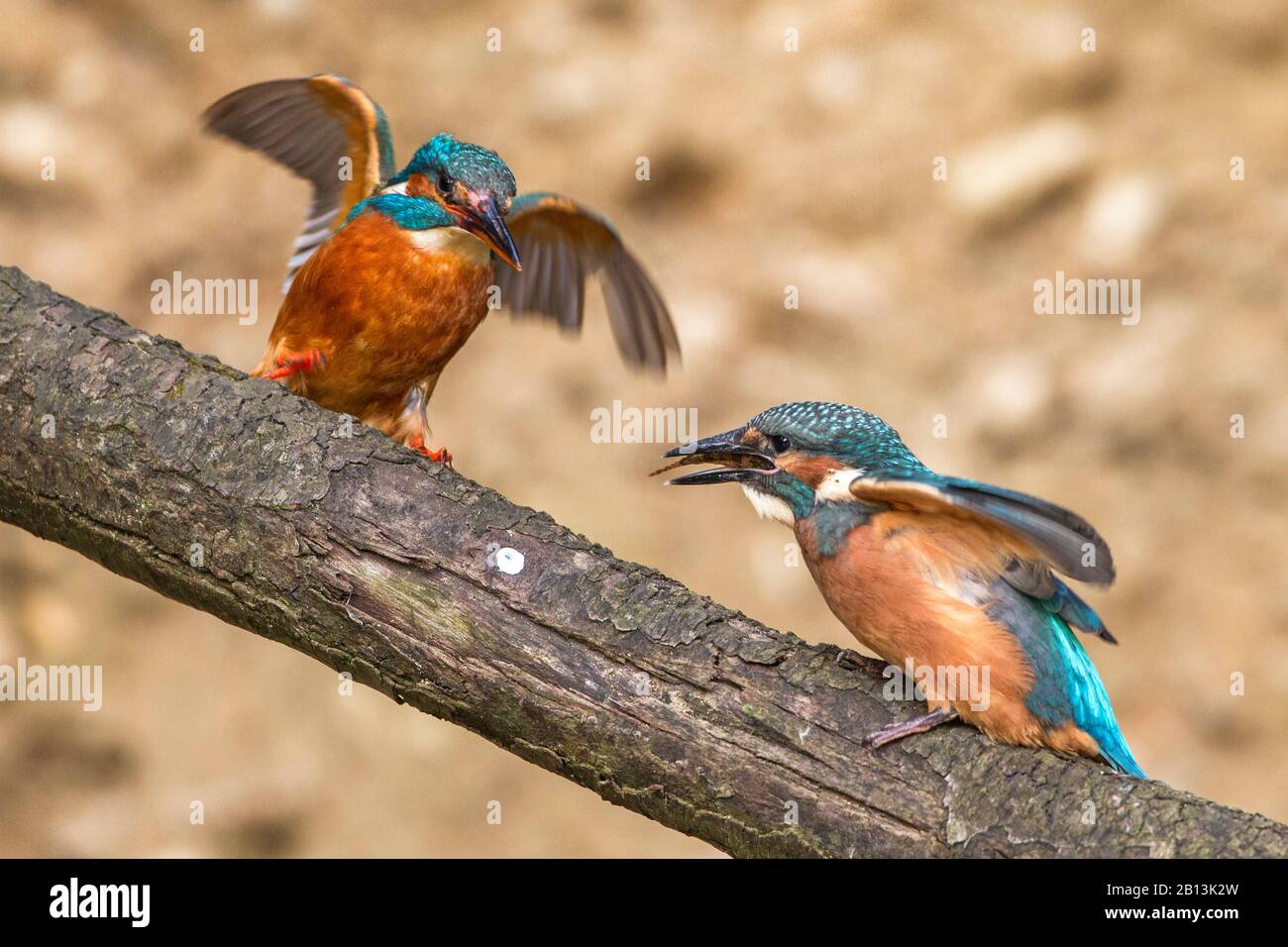 River kingfisher (Alcedo atthis), femelle alimente des mineurs, Allemagne, Bade-Wuerttemberg Banque D'Images