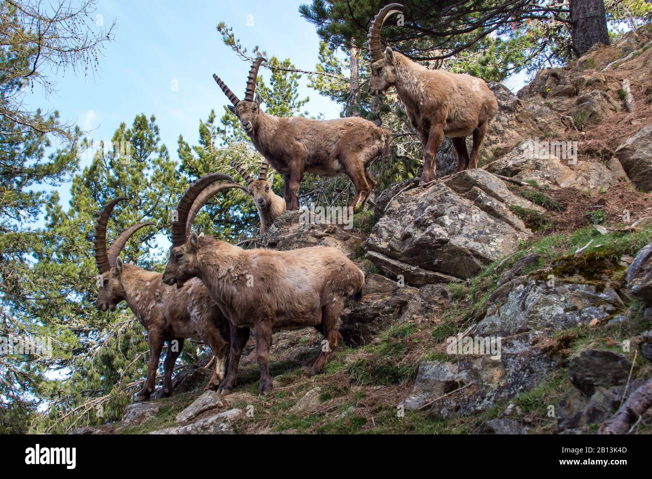 Alpine ibex (Capra ibex, Capra ibex ibex), groupe sur pente, Suisse, Grisons Banque D'Images