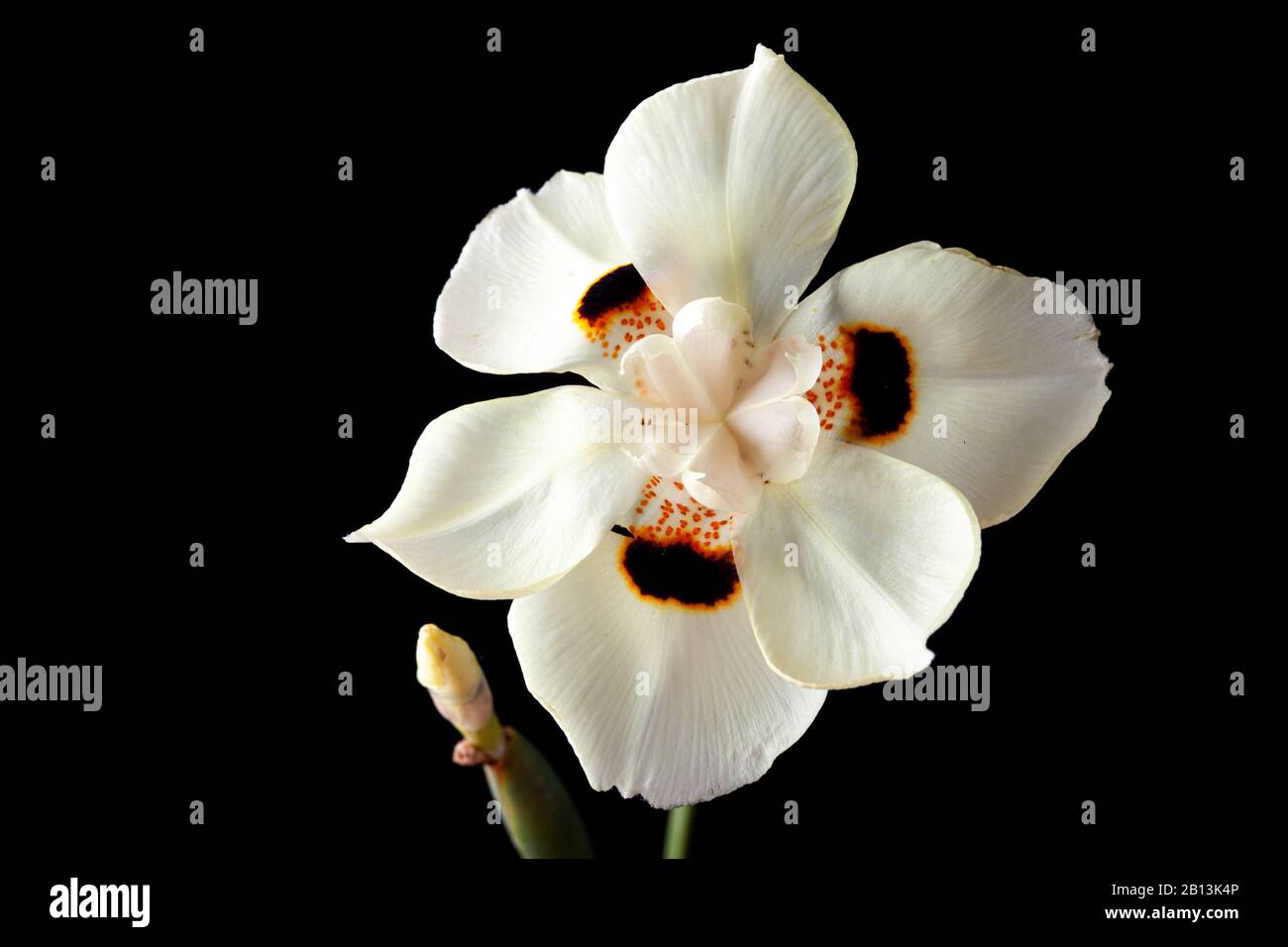 Iris blanc africain ou fleur de Dietes bicolor isolée sur noir Banque D'Images
