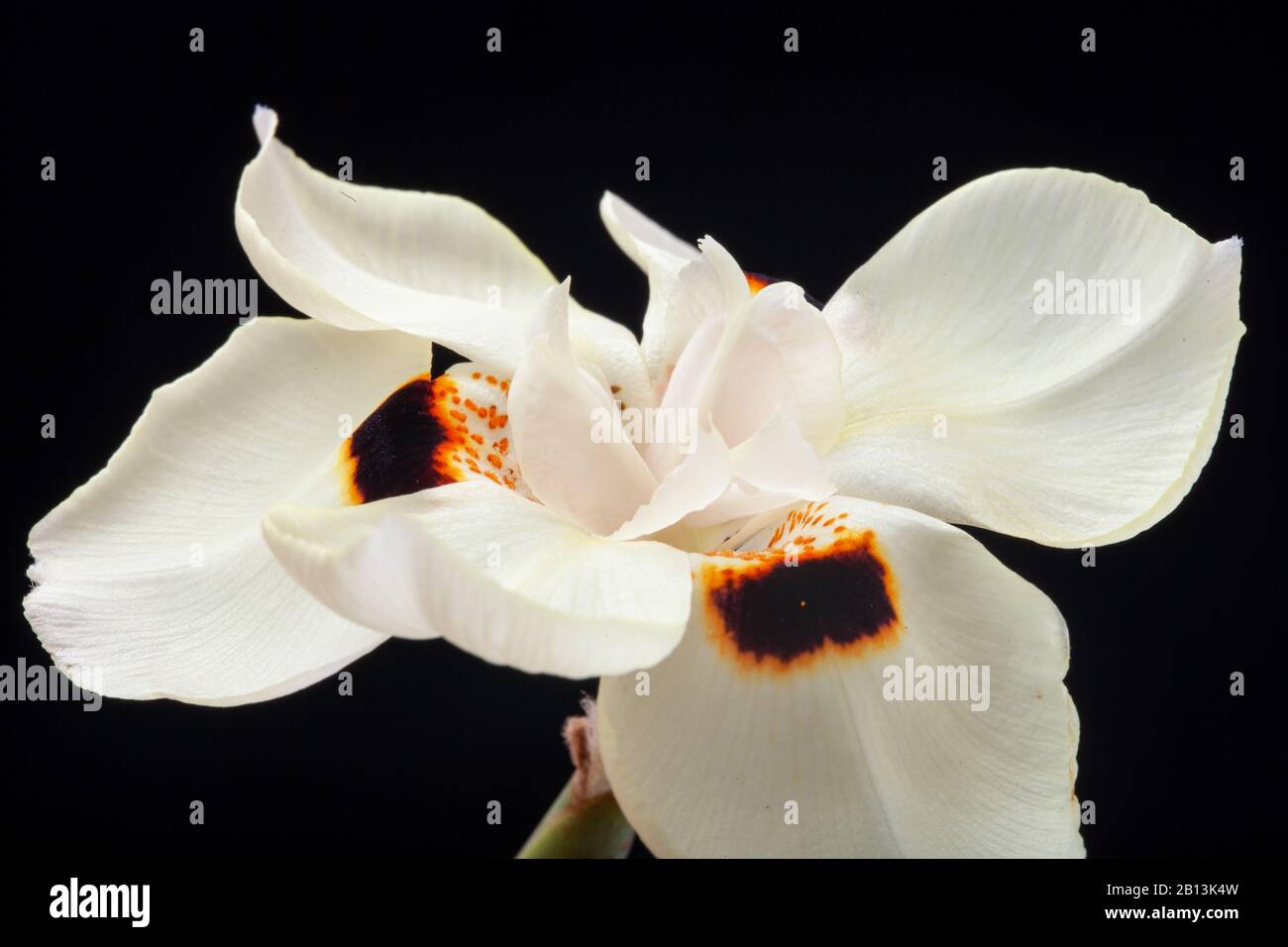 Iris blanc africain ou fleur de Dietes bicolor isolée sur noir Banque D'Images