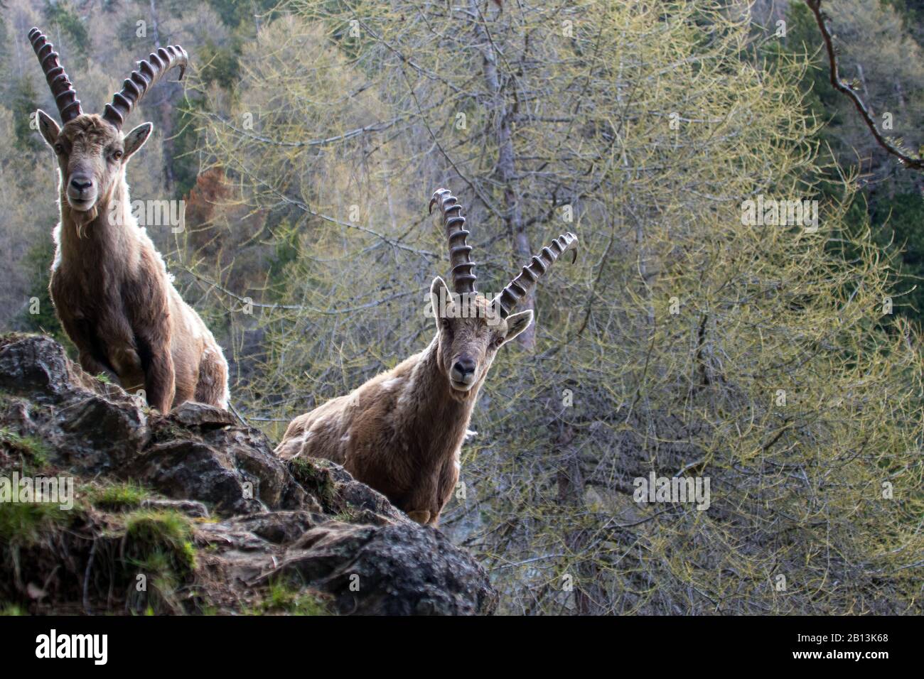 Alpine ibex (Capra ibex, Capra ibex ibex), deux Alpines ibexes à fourrure d'hiver, Suisse, Grisons Banque D'Images