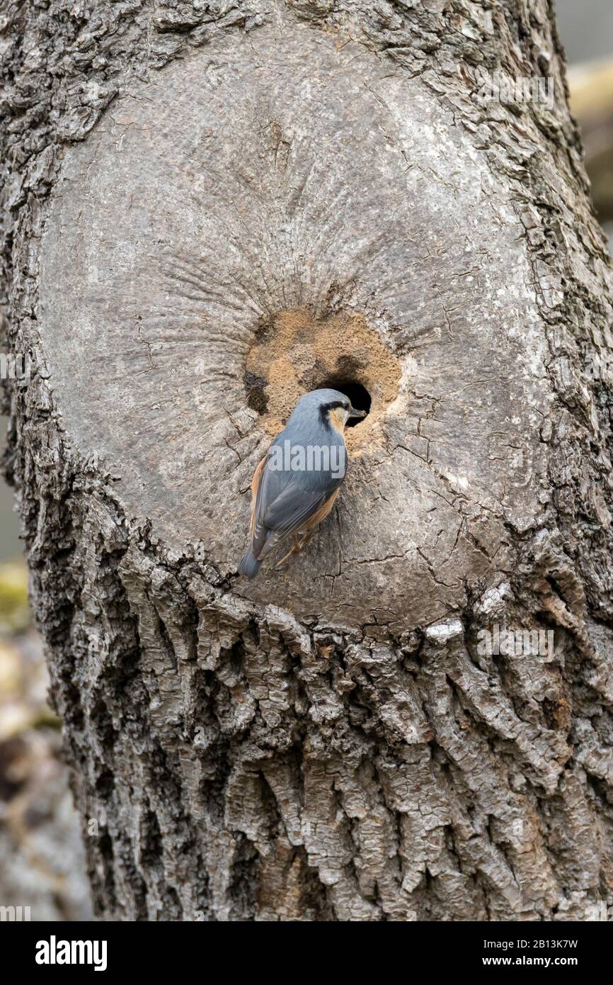 Nuthatch eurasien (Sitta europaea), en construisant son nid dans une grotte d'arbres, le trou d'entrée est réduit avec de l'argile, Allemagne Banque D'Images