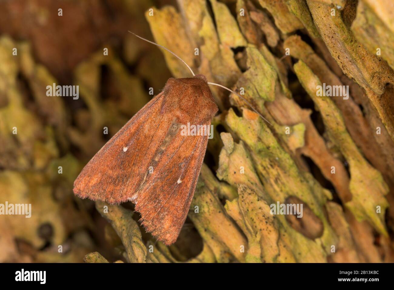 White-point (Mythimna albipuncta, Mythimna albipunctata, Hyphilare albipuncta, Hyphilare albipunctata, Aletia albipuncta), se trouve sur bois, Allemagne Banque D'Images