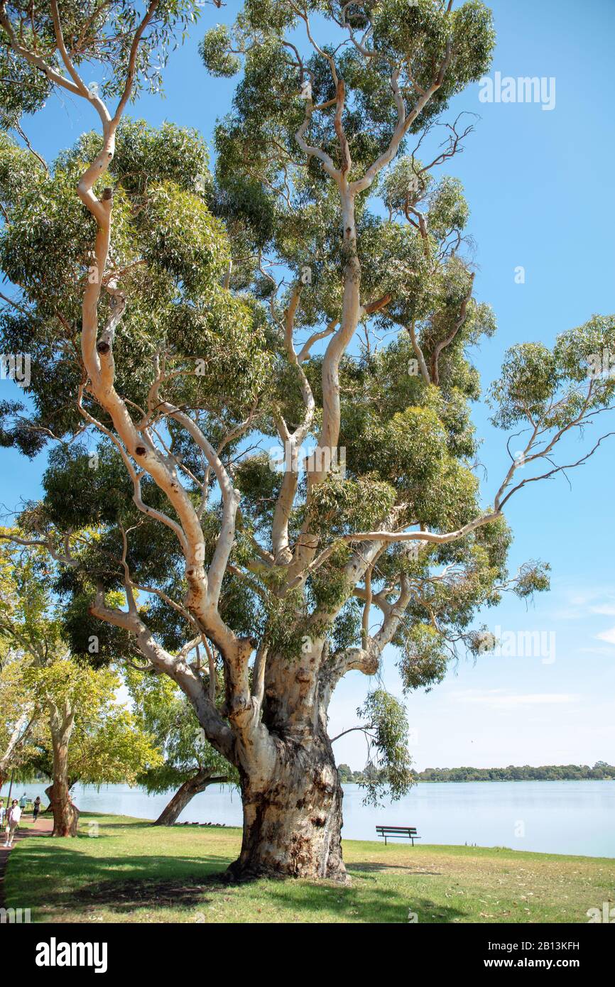 Un arbre géant à l'eucalyptus se trouve au bord du lac Monger, près de Perth, en Australie occidentale. Banque D'Images