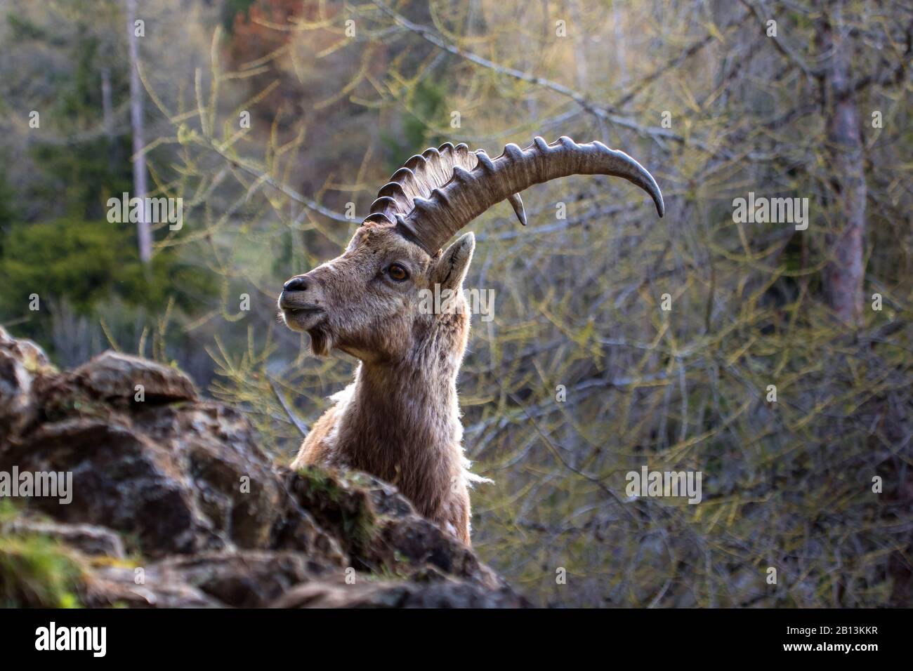Alpine ibex (Capra ibex, Capra ibex ibex), portrait d'un homme, Suisse, Grisons Banque D'Images