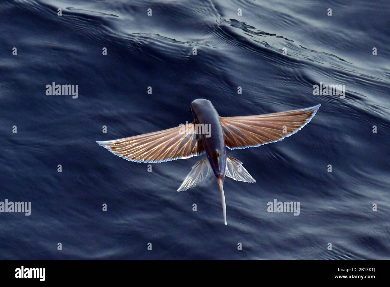 Espèces de poissons volants qui s'envolent de la surface de l'océan, l'océan Atlantique Banque D'Images