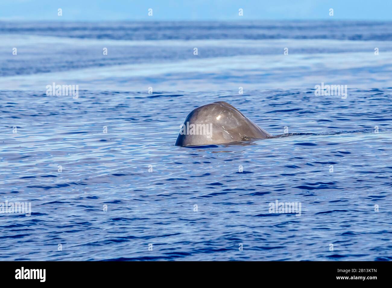 Le cachalot (Physeter macrocephalus, Physeter catodon) sort de la mer, aux Açores Banque D'Images