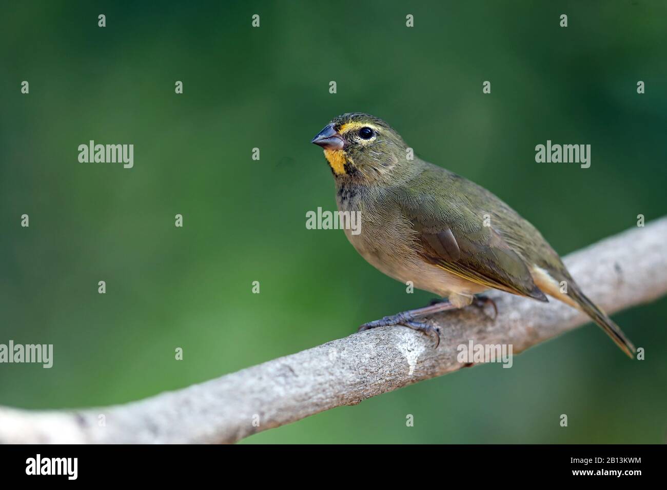 Herbacée à face jaune (Tiaris olivacea), jeune homme est assis sur une branche, Cuba, Cayo Coco Banque D'Images