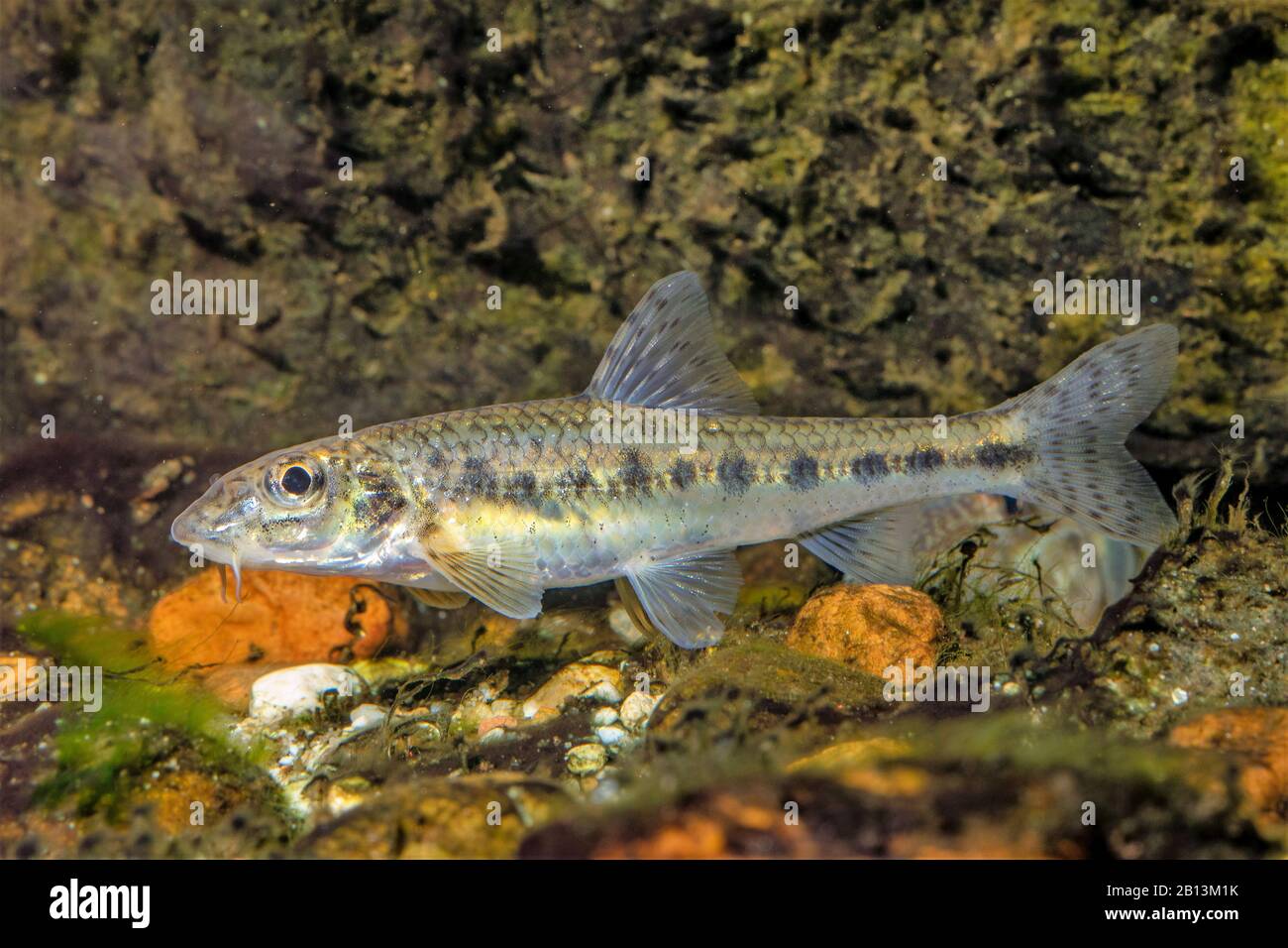 Piston (Gobio gobio), du fleuve Regen près de Nitterau, Allemagne Banque D'Images