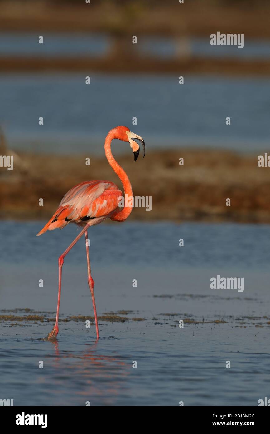 Grand flamango, flamango américain, Flamingo des Caraïbes (Phoenicopterus ruber ruber ruber), promenades dans une solution saline, Cuba, parc national de Zapata Banque D'Images