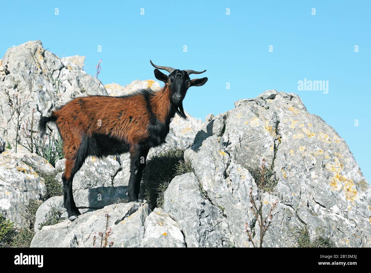 Chèvre domestique (Capra hircus, Capra aegragus F. hircus), debout sur un rocher, vue latérale, Espagne, Iles Baléares, Majorque Banque D'Images