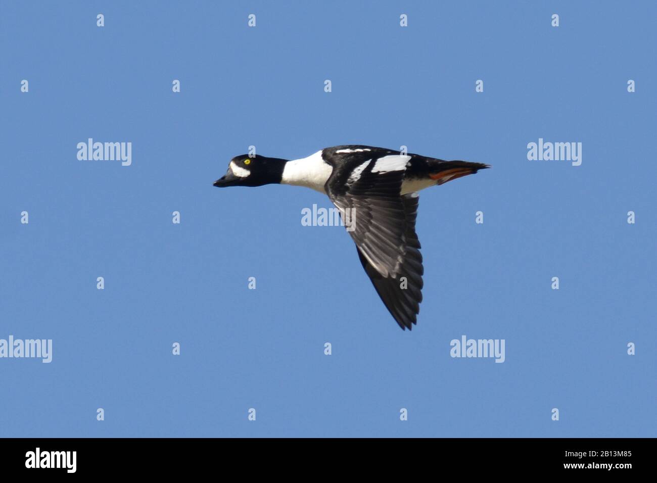 Le goldeneye de Barrow (Bucephala islandica), homme en vol au-dessus de l'Islande, Islande Banque D'Images