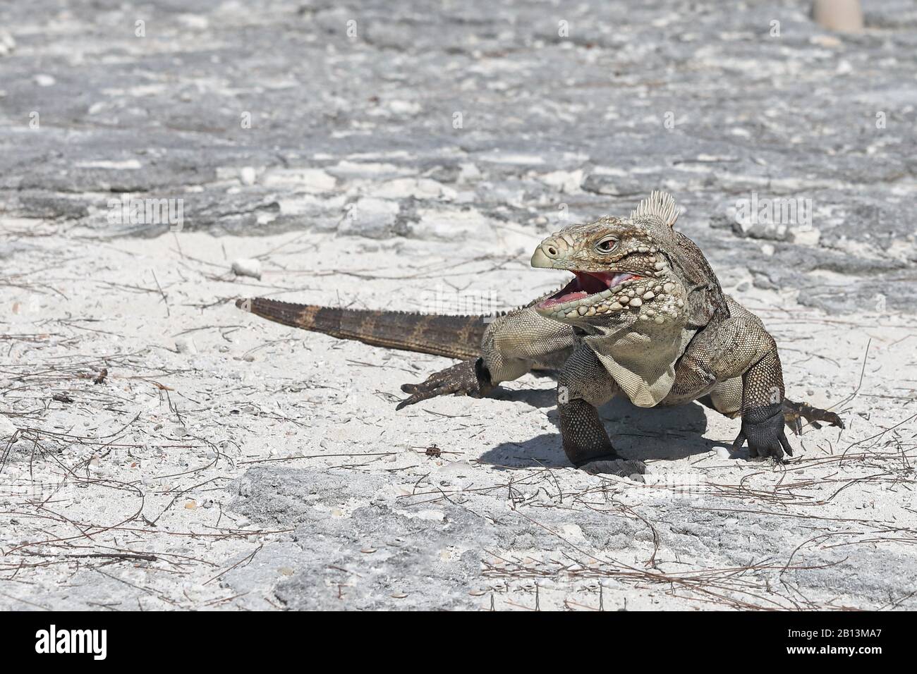 Îles Caïmanes, iguana de terre cubaine (Cyrura nubila nubila), sur un rocher à bouche ouverte, Cuba, Cayo Largo Banque D'Images