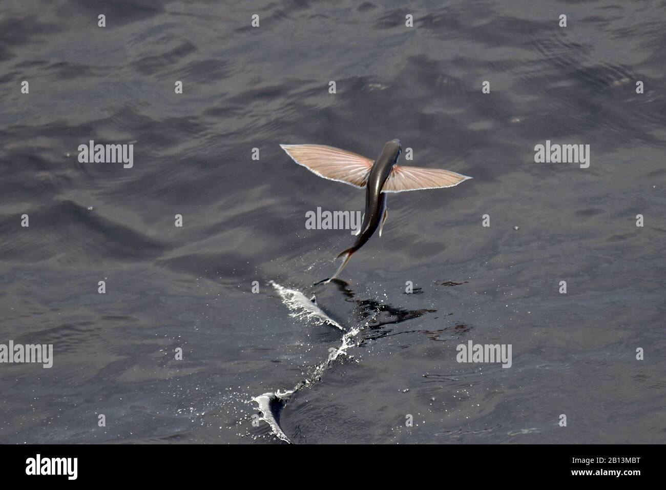 Espèces de poissons volants qui s'envolent de la surface de l'océan, l'océan Atlantique Banque D'Images