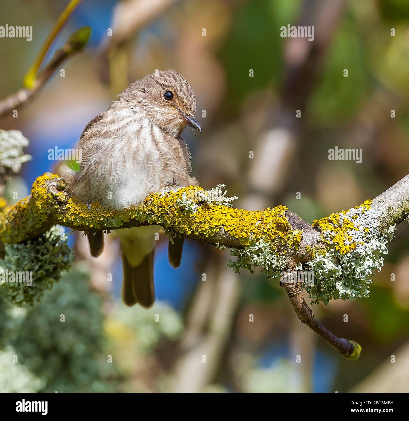 Flycatcher à pois (Muscicapa striata), perché dans un arbre, France Banque D'Images