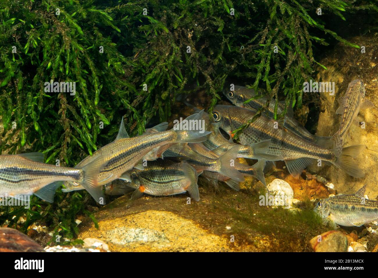 Minnow de riffle, schneider (Alburnoides bipunctatus), groupe de fraye Banque D'Images