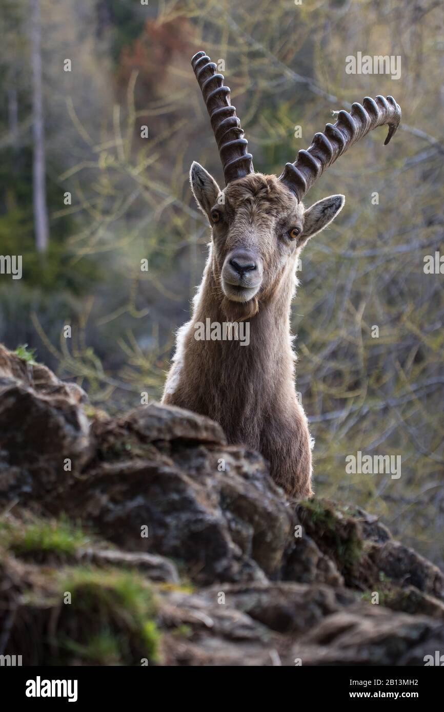 Alpine ibex (Capra ibex, Capra ibex ibex), portrait d'un homme, Suisse, Grisons Banque D'Images