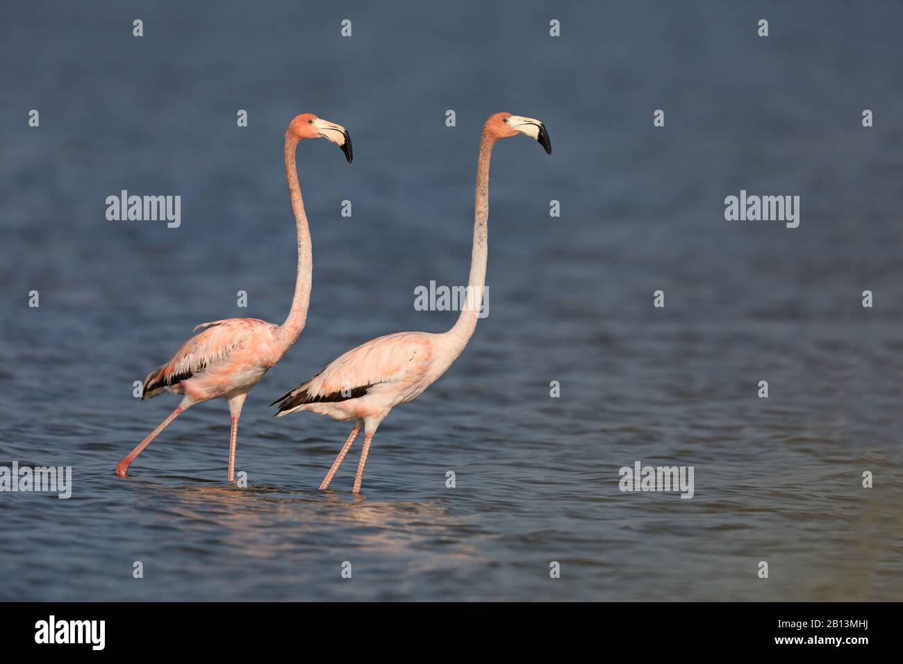 Grand flamango, flamango américain, Caribbean Flamingo (Phoenicopterus ruber ruber ruber), deux promenades dans une solution saline, Cuba, Zapata National Park Banque D'Images