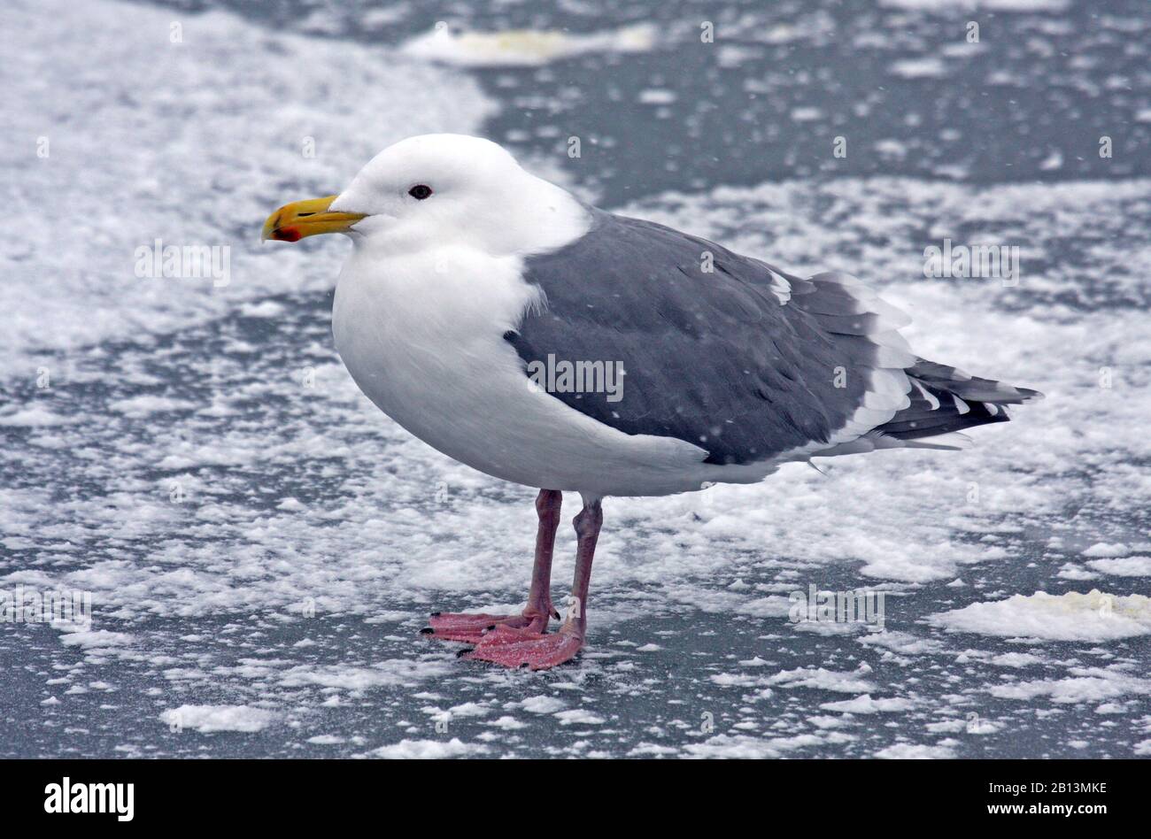 Goéland aux ailes glanes (Larus glucancescens), hivernage au Japon, au Japon Banque D'Images