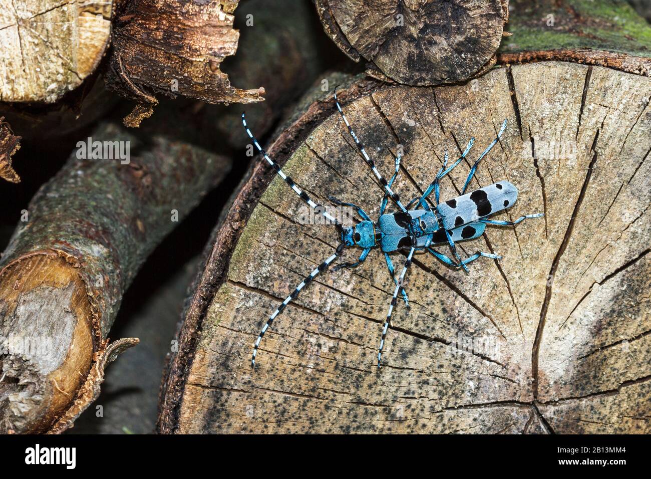 Rosalia longicorne (Rosalia alpina), en hêtre, Allemagne, Bade-Wuerttemberg Banque D'Images