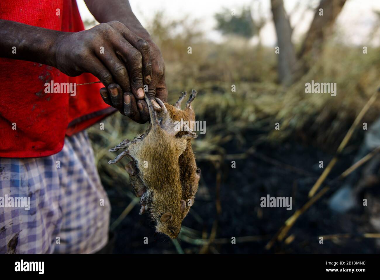 Souris de brousse de chasse pour enfants, pendant un incendie, source de protéines dans le nord du Ghana, Banque D'Images