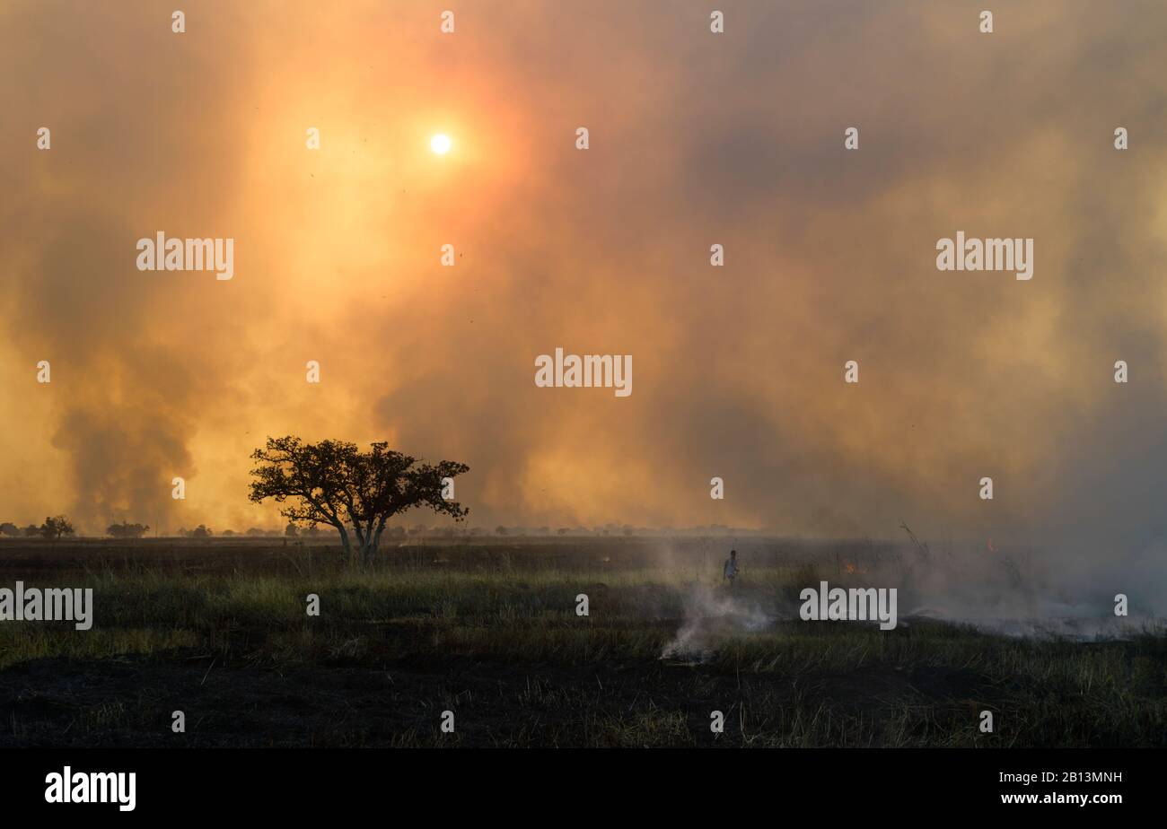 Souris de brousse de chasse pour enfants, pendant un incendie. Une source de protéines dans le nord du Ghana. Banque D'Images