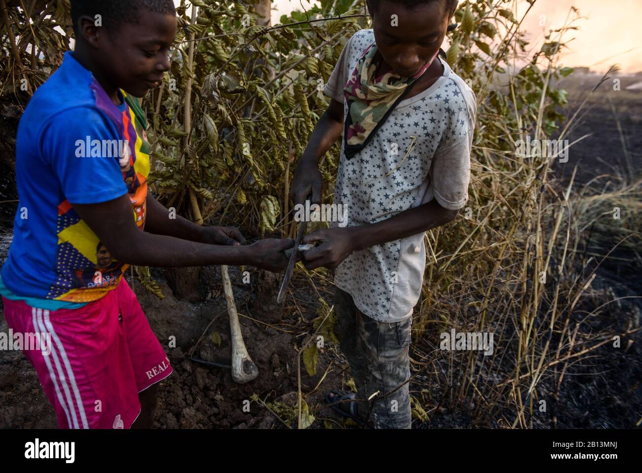 Souris de brousse de chasse pour enfants, pendant un incendie. Une source de protéines dans le nord du Ghana. Banque D'Images