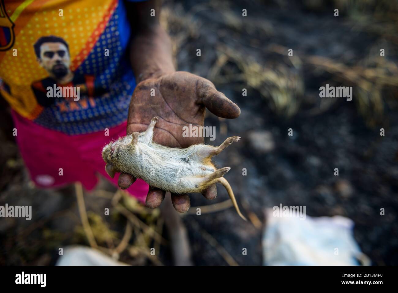 Souris de brousse de chasse pour enfants, pendant un incendie, source de protéines dans le nord du Ghana, Banque D'Images