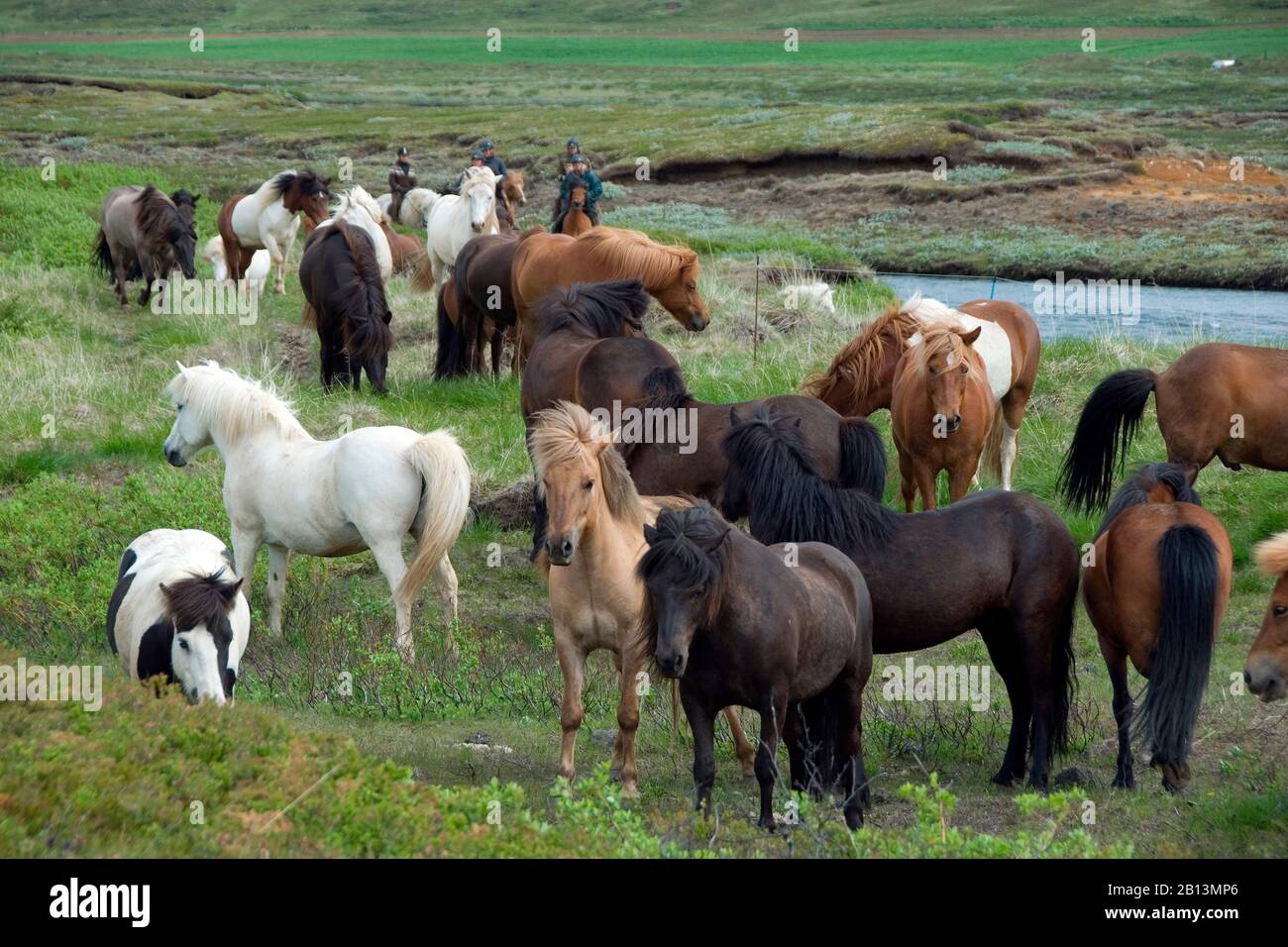 Cheval islandique, cheval islandais, poney islandais (Equus przewalskii F. cavallus), Herde, Islande Banque D'Images