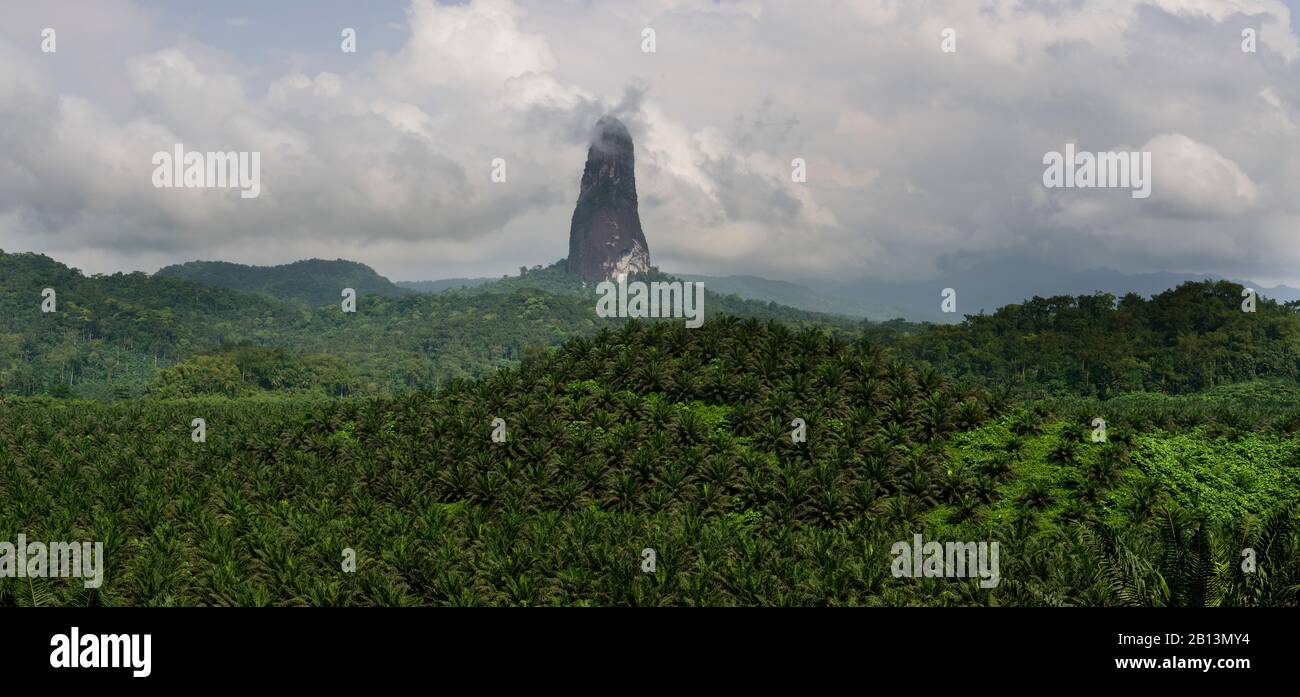 Plantations de palmiers près de Porto Alegre, São Tomé e Príncipe Banque D'Images