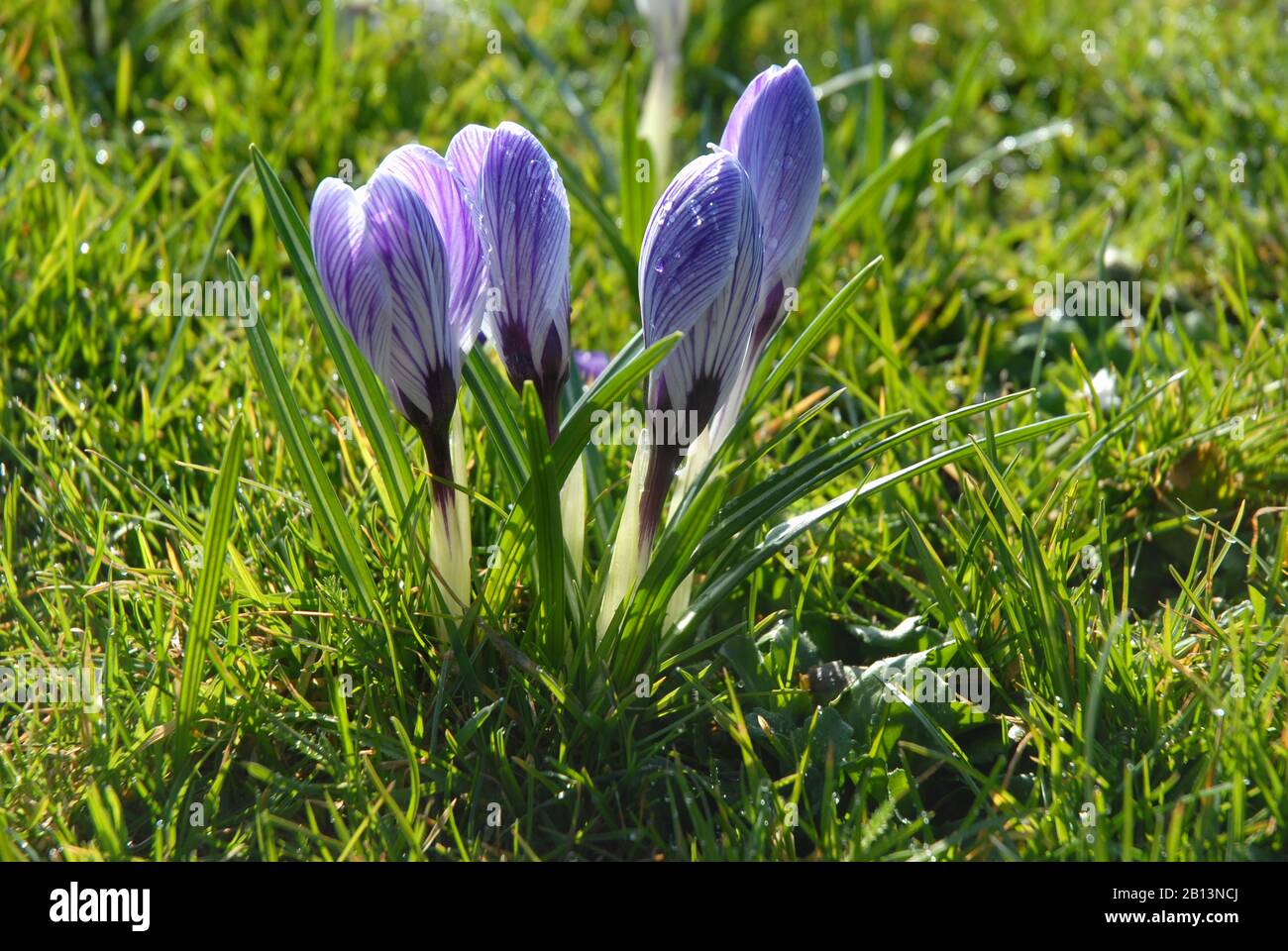 Crocus vernus Pickwick, floraison au printemps Banque D'Images