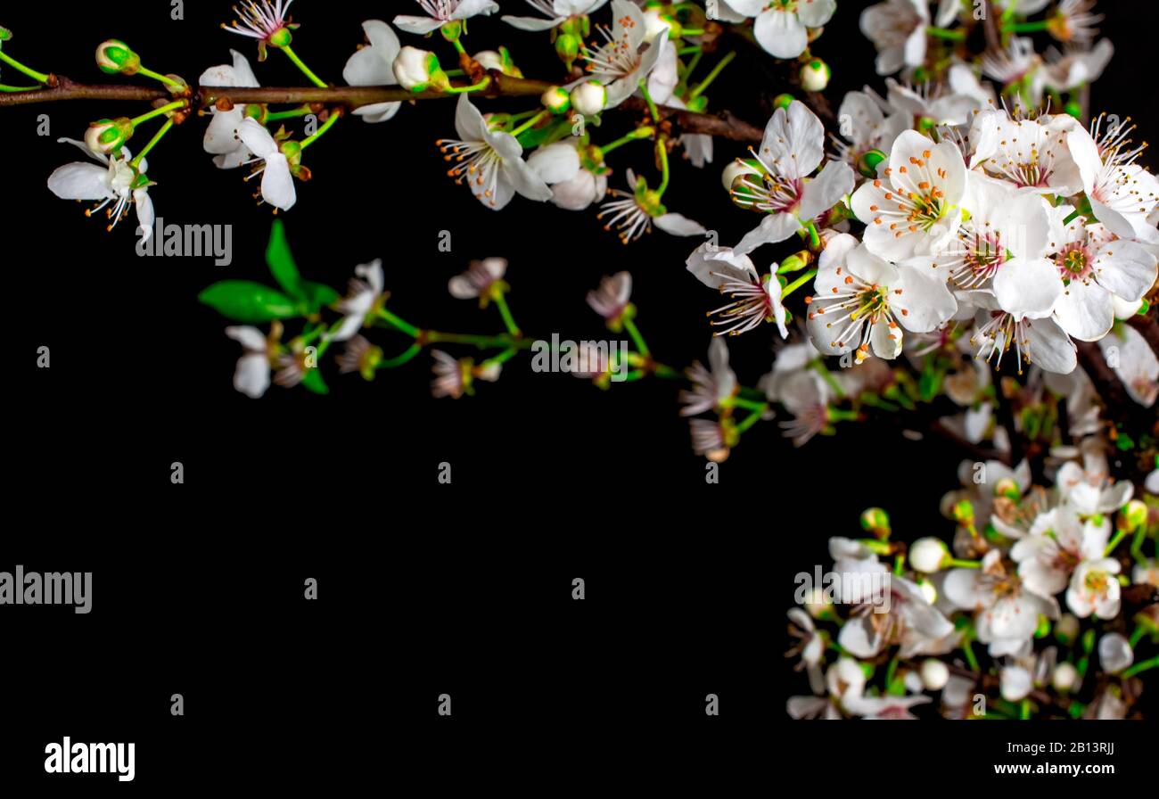 fleur.branche de prune rose blanche en fleur sur fond noir Banque D'Images
