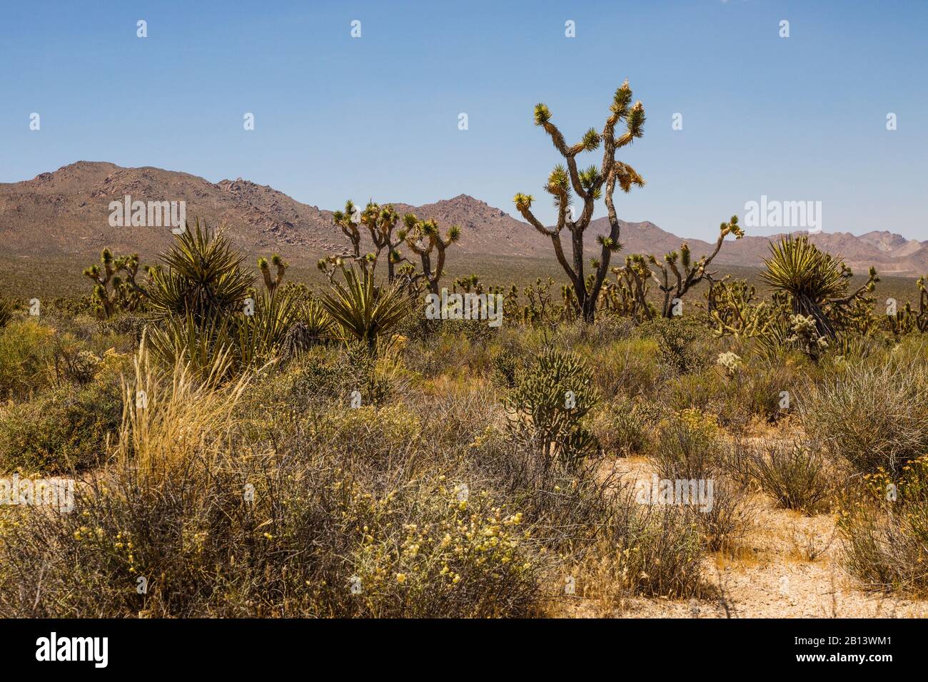 Joshua Arbres Dans Le Désert De Mojave, Réserve Nationale De Mojave, Comté De San Bernardino, Californie, États-Unis Banque D'Images